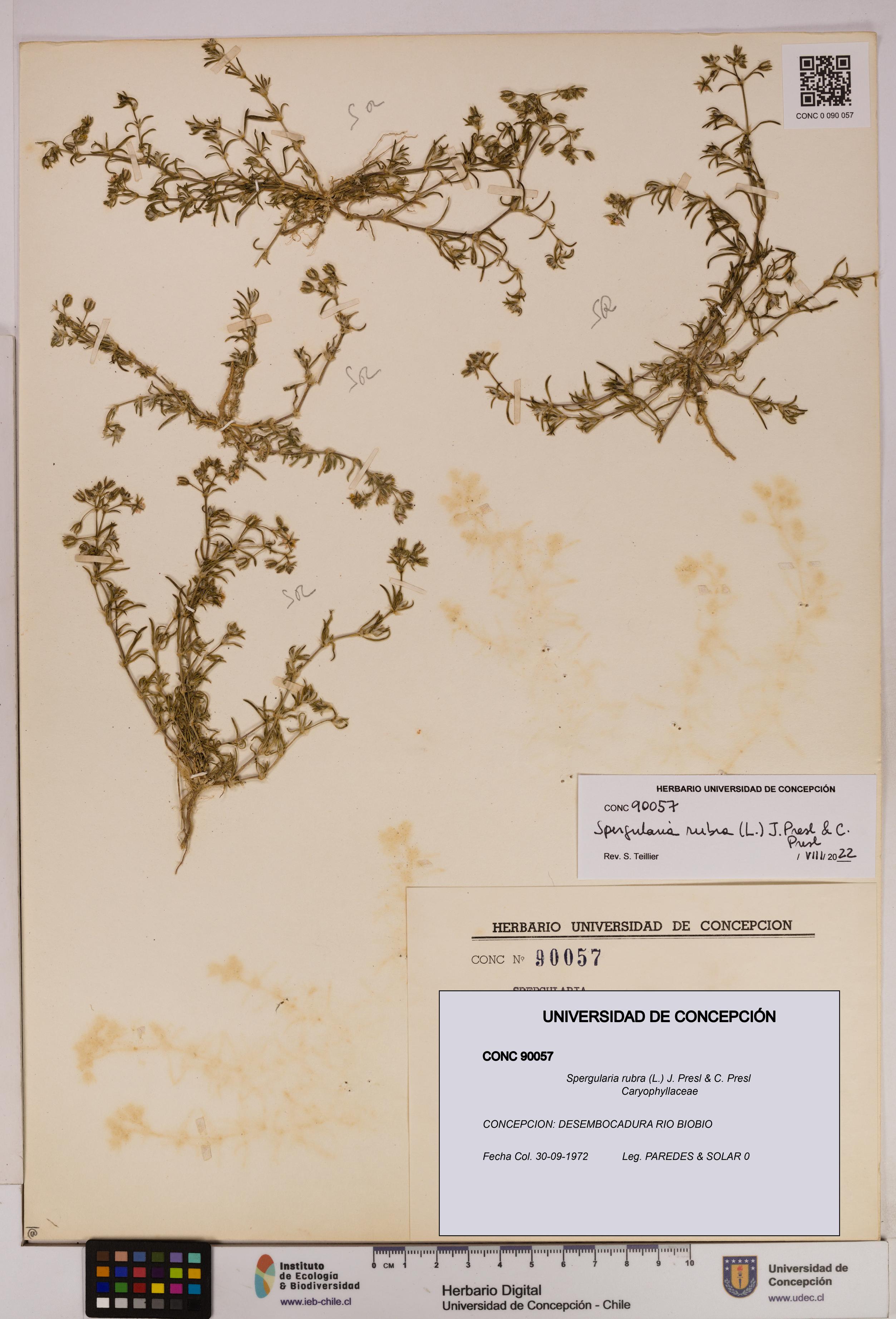 Spergularia rubra [Espécimen: UDEC:CONC:0090057]