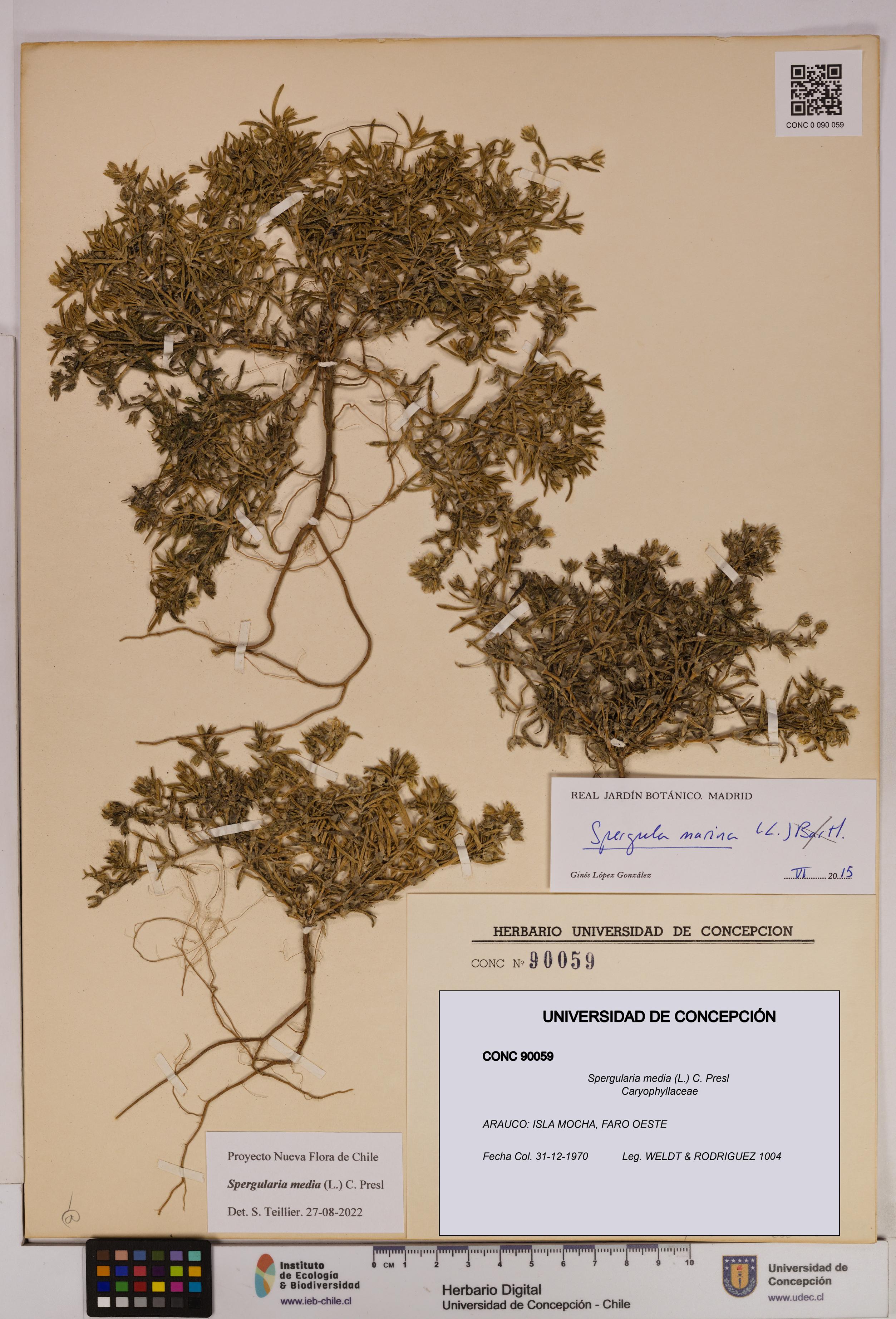 Spergularia media [Espécimen: UDEC:CONC:0090059]