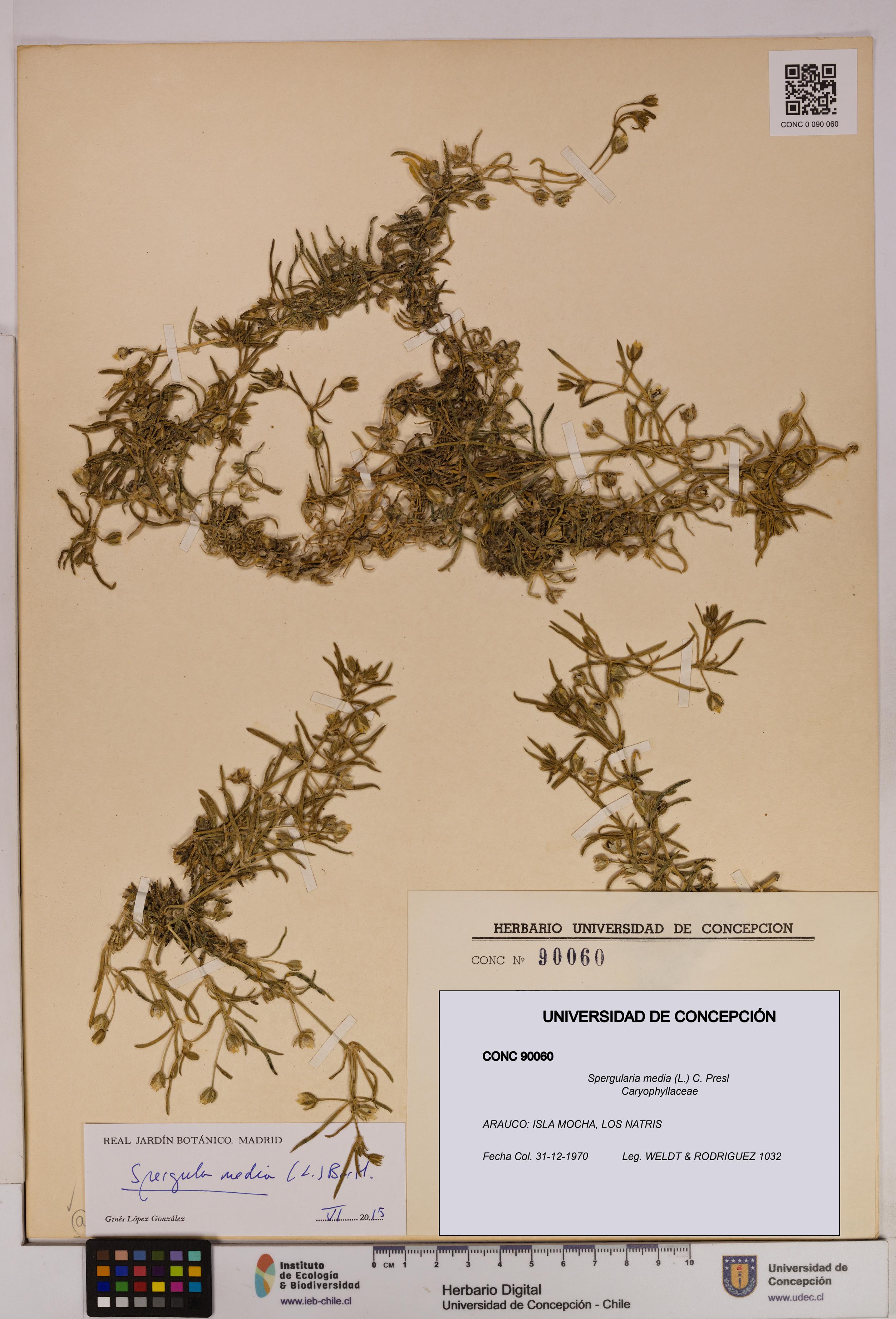 Spergularia media [Espécimen: UDEC:CONC:0090060]