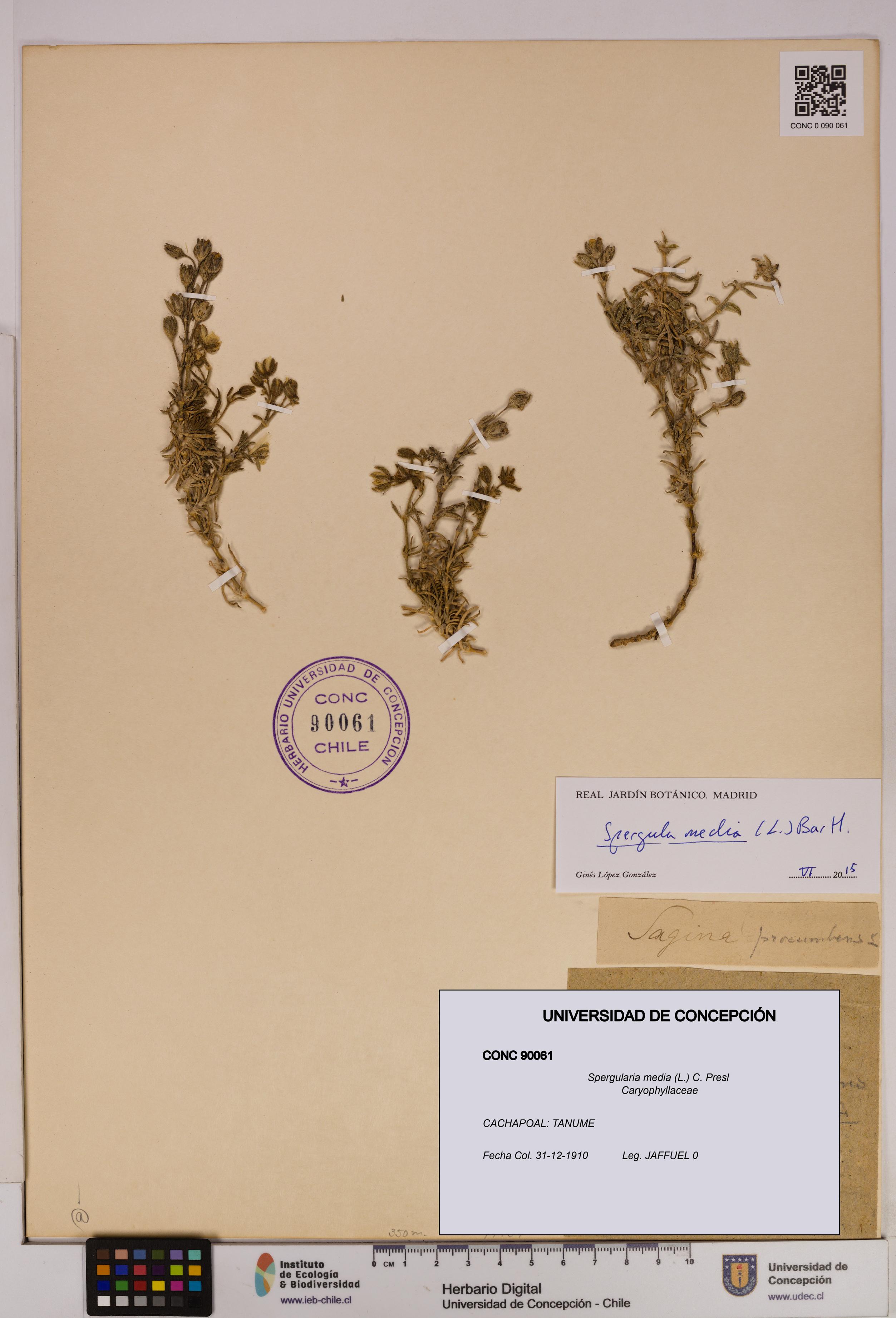 Spergularia media [Espécimen: UDEC:CONC:0090061]