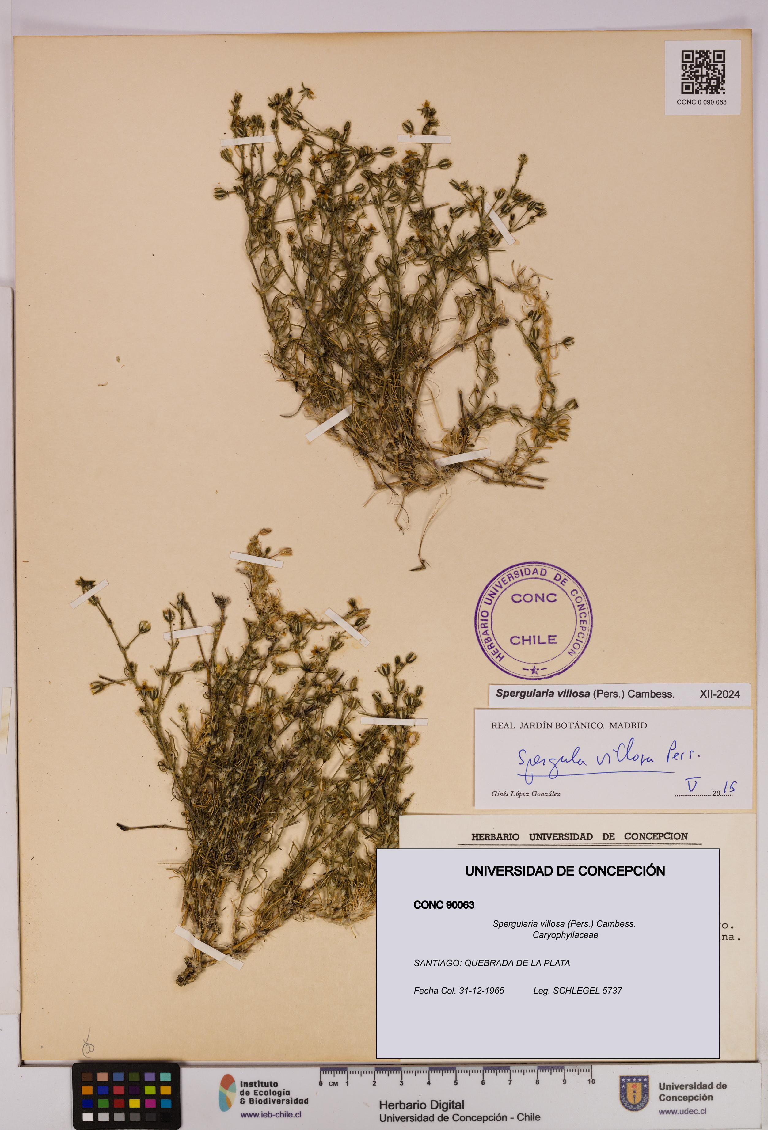 Spergularia villosa [Espécimen: UDEC:CONC:0090063]