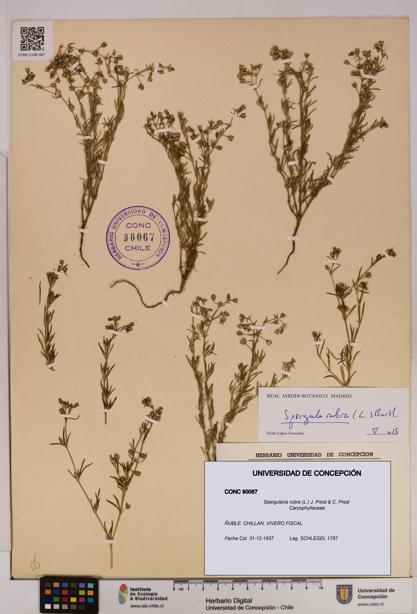 Spergularia rubra [Espécimen: UDEC:CONC:0090067]