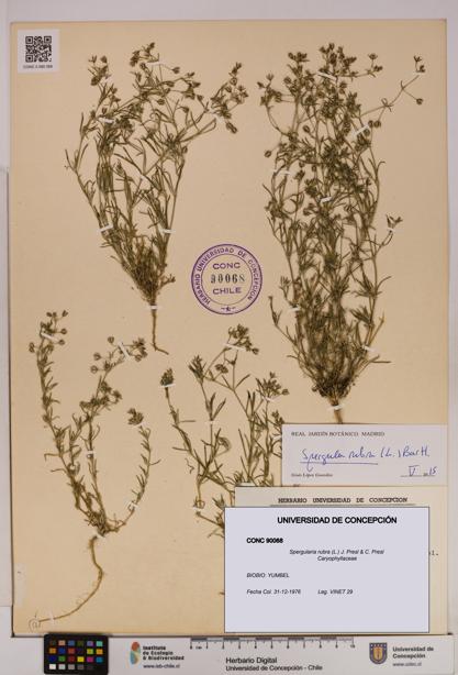 Spergularia rubra [Espécimen: UDEC:CONC:0090068]