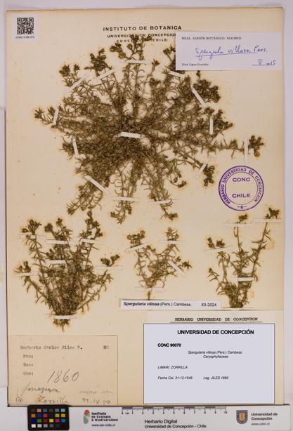 Spergularia villosa [Espécimen: UDEC:CONC:0090070]