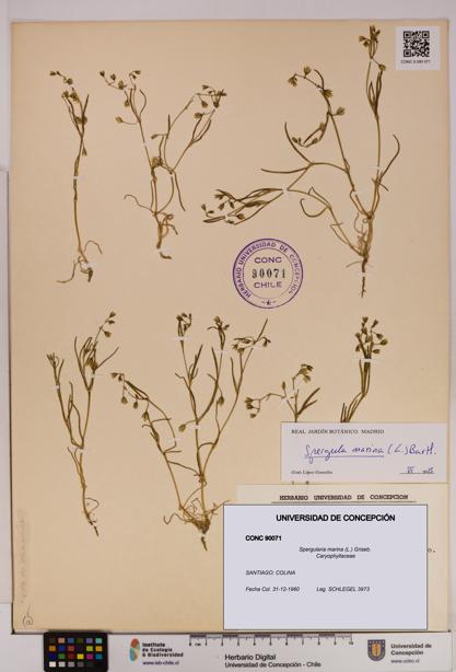 Spergularia marina [Espécimen: UDEC:CONC:0090071]