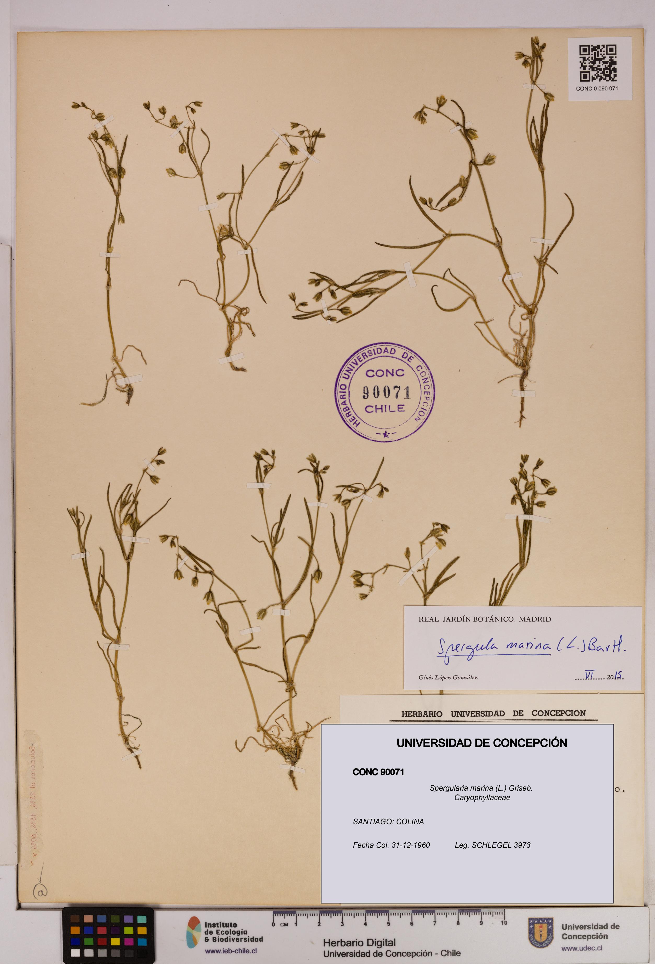 Spergularia marina [Espécimen: UDEC:CONC:0090071]