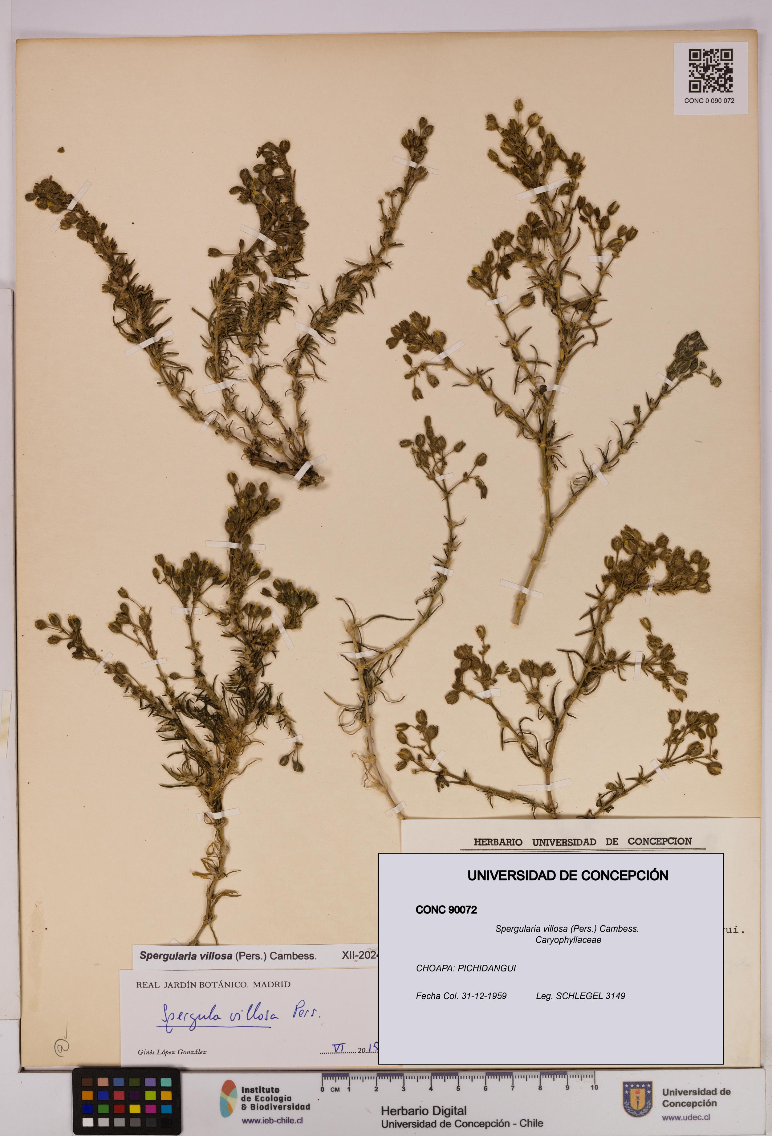 Spergularia villosa [Espécimen: UDEC:CONC:0090072]