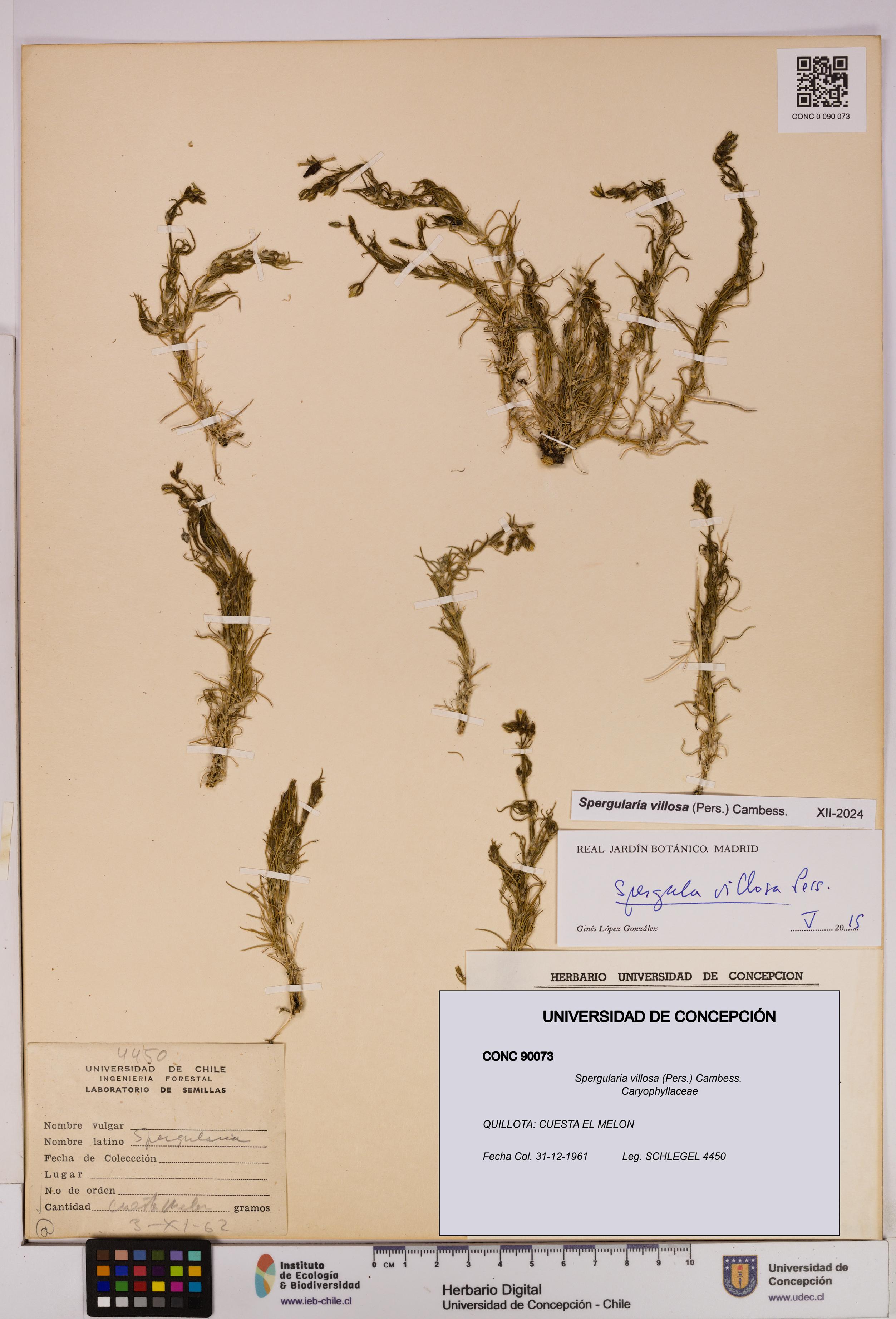 Spergularia villosa [Espécimen: UDEC:CONC:0090073]