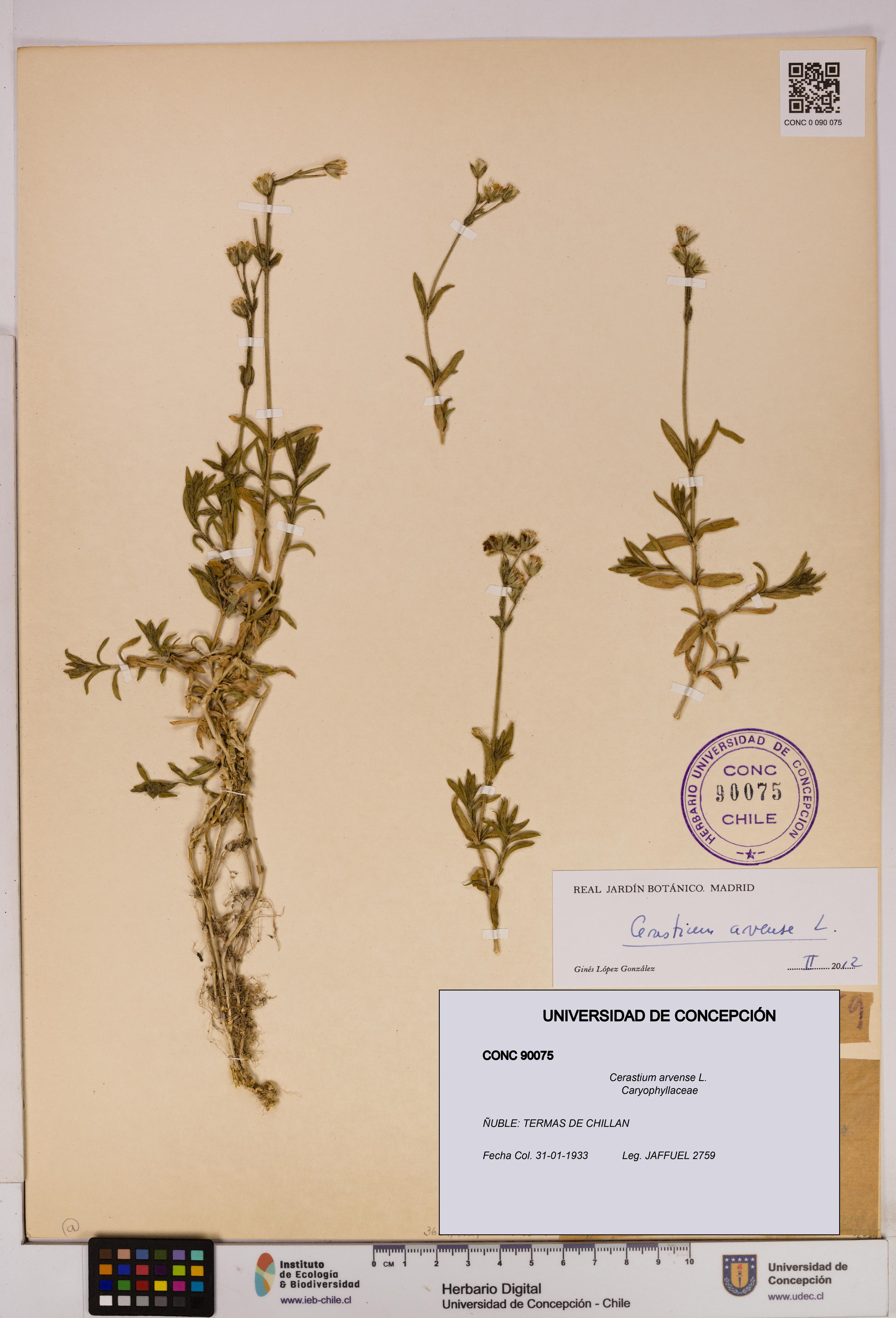 Cerastium arvense [Espécimen: UDEC:CONC:0090075]