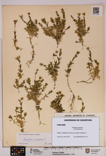 Cerastium arvense [Espécimen: UDEC:CONC:0090084]