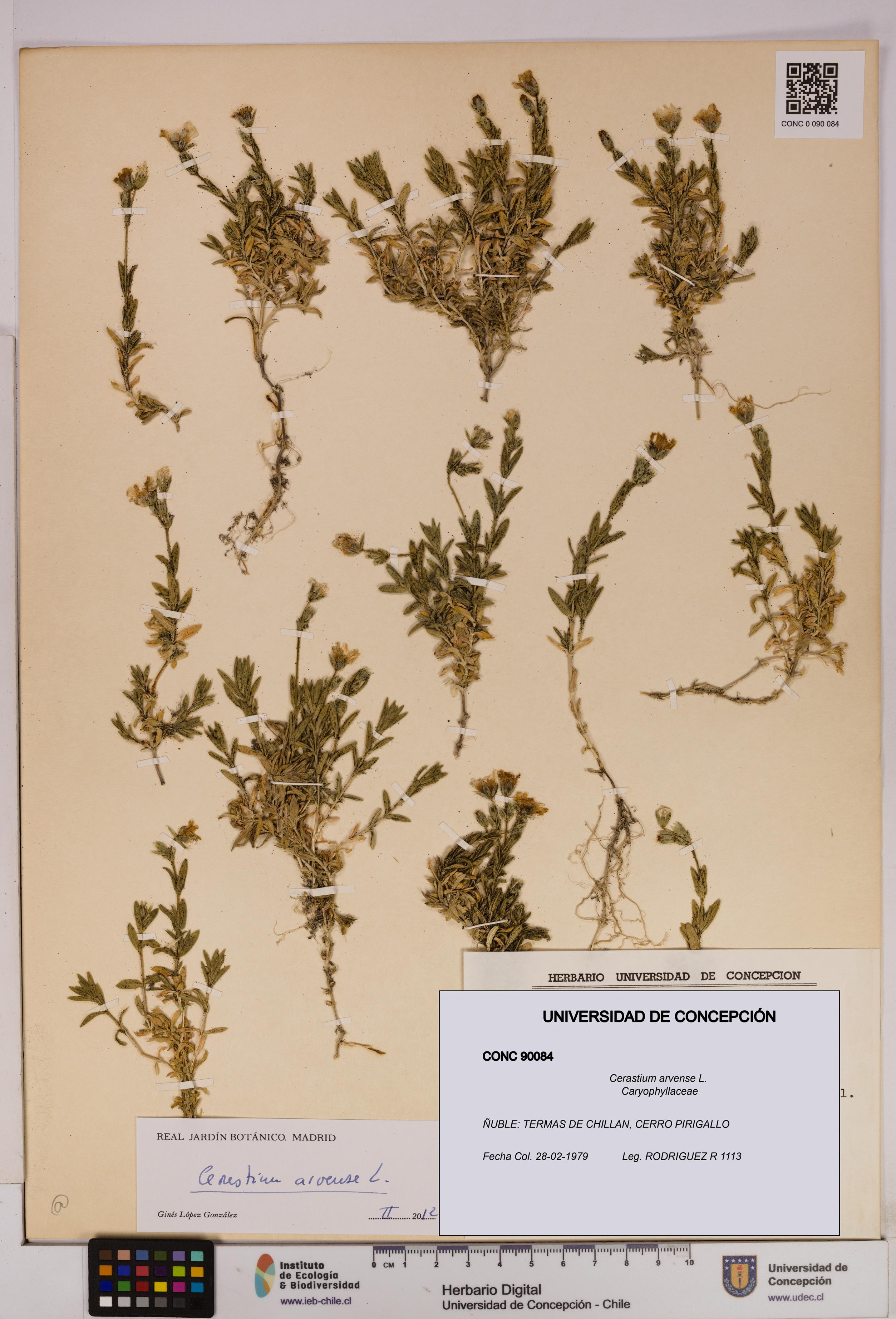 Cerastium arvense [Espécimen: UDEC:CONC:0090084]