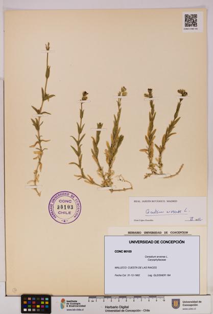Cerastium arvense [Espécimen: UDEC:CONC:0090103]