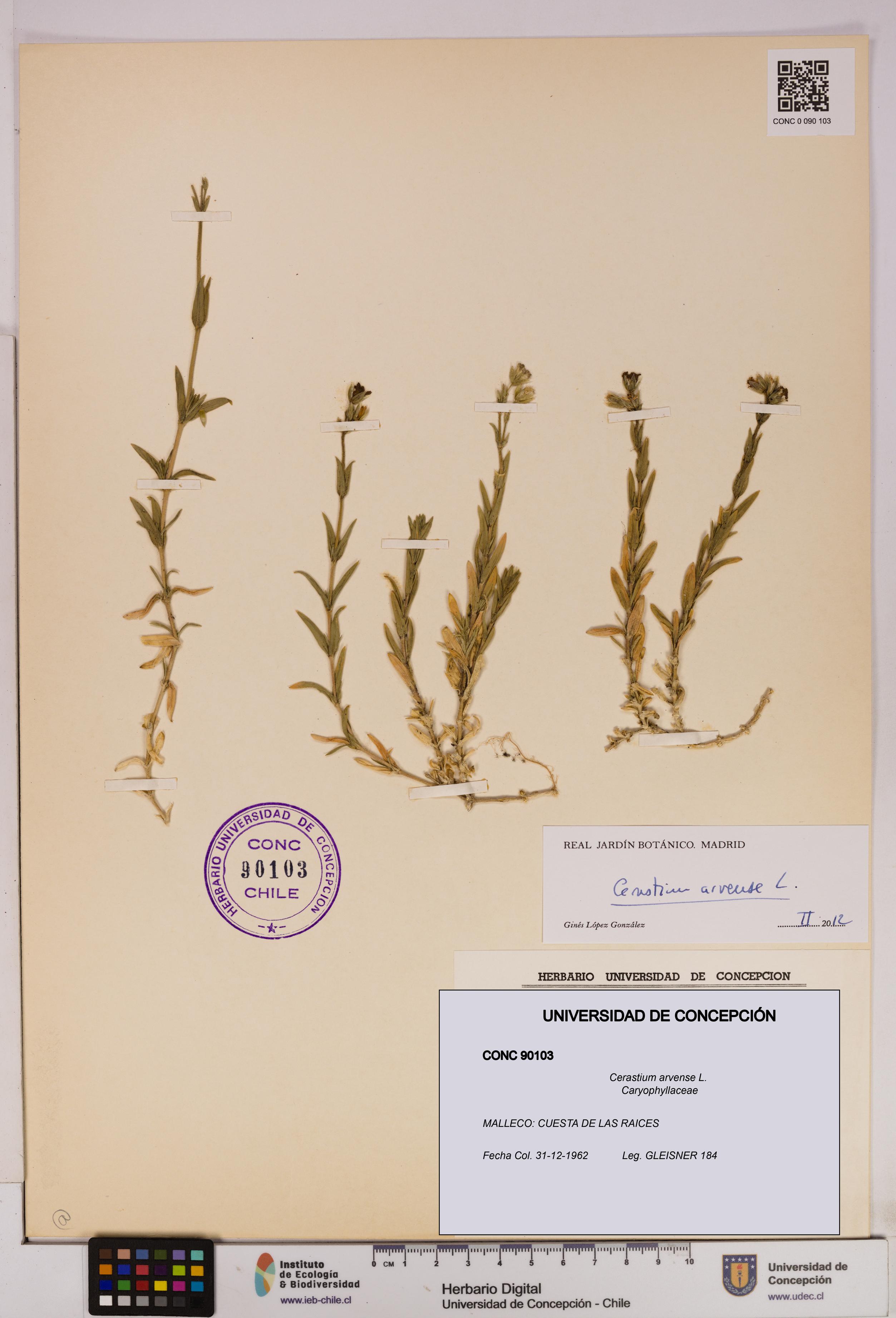 Cerastium arvense [Espécimen: UDEC:CONC:0090103]
