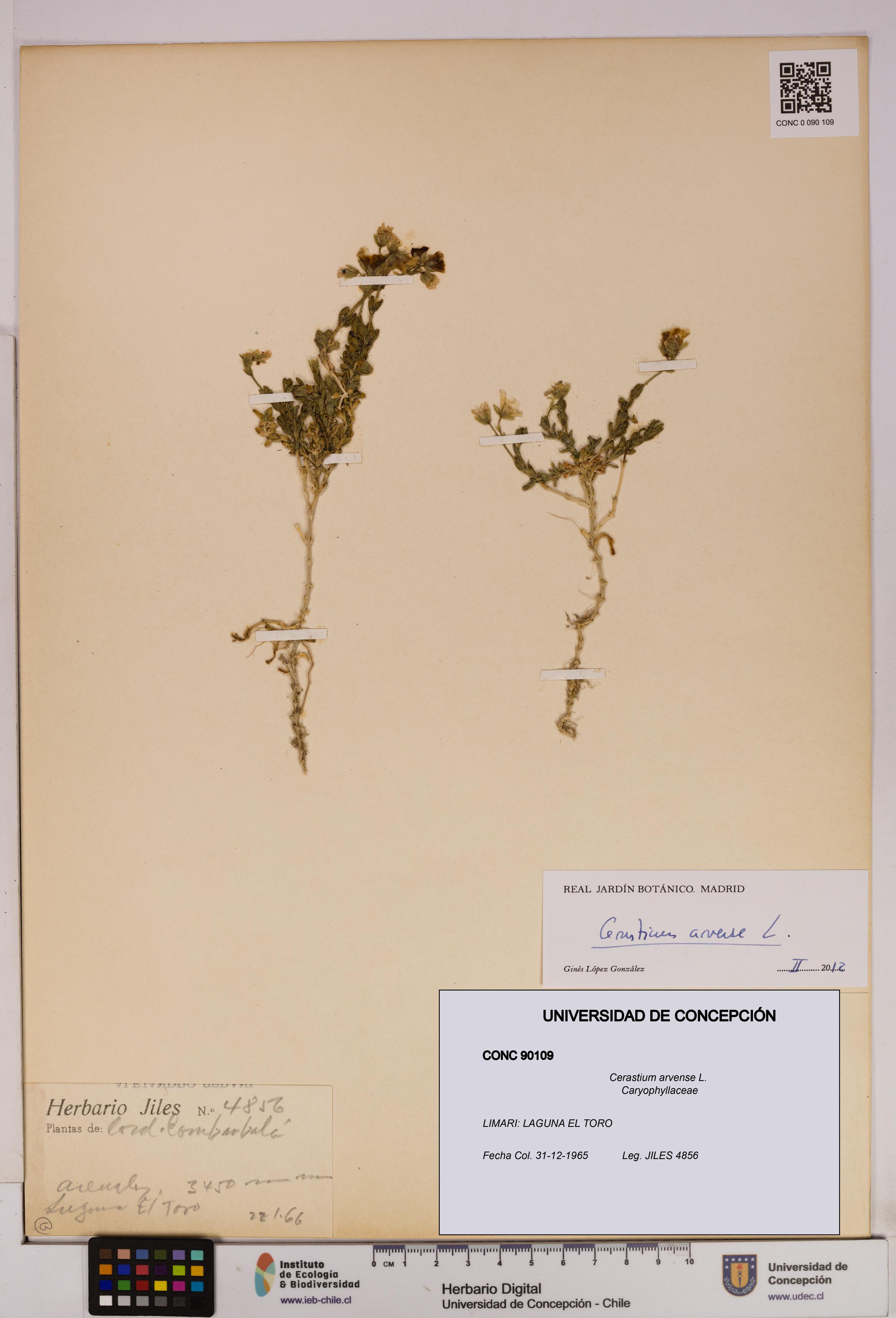 Cerastium arvense [Espécimen: UDEC:CONC:0090109]