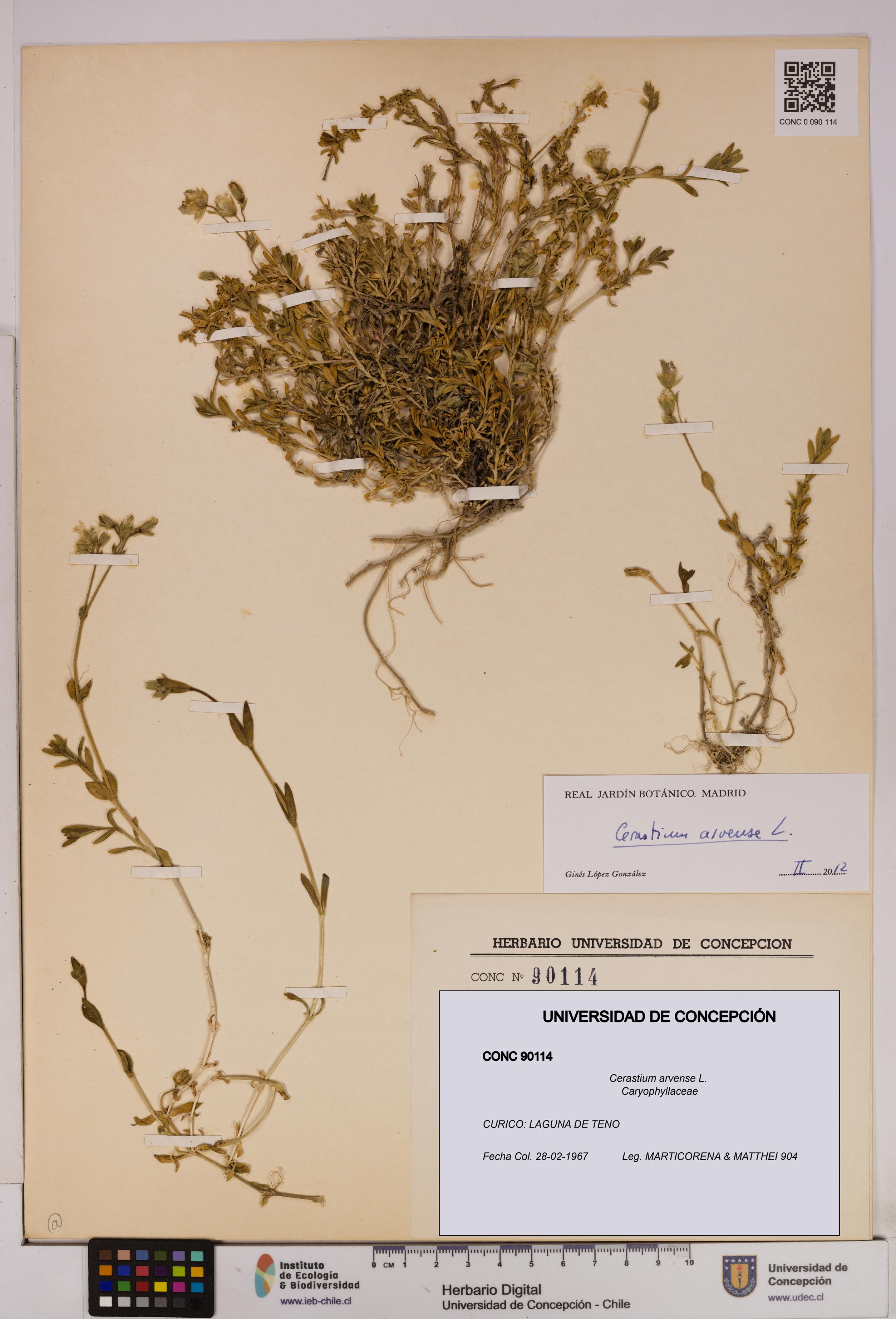 Cerastium arvense [Espécimen: UDEC:CONC:0090114]
