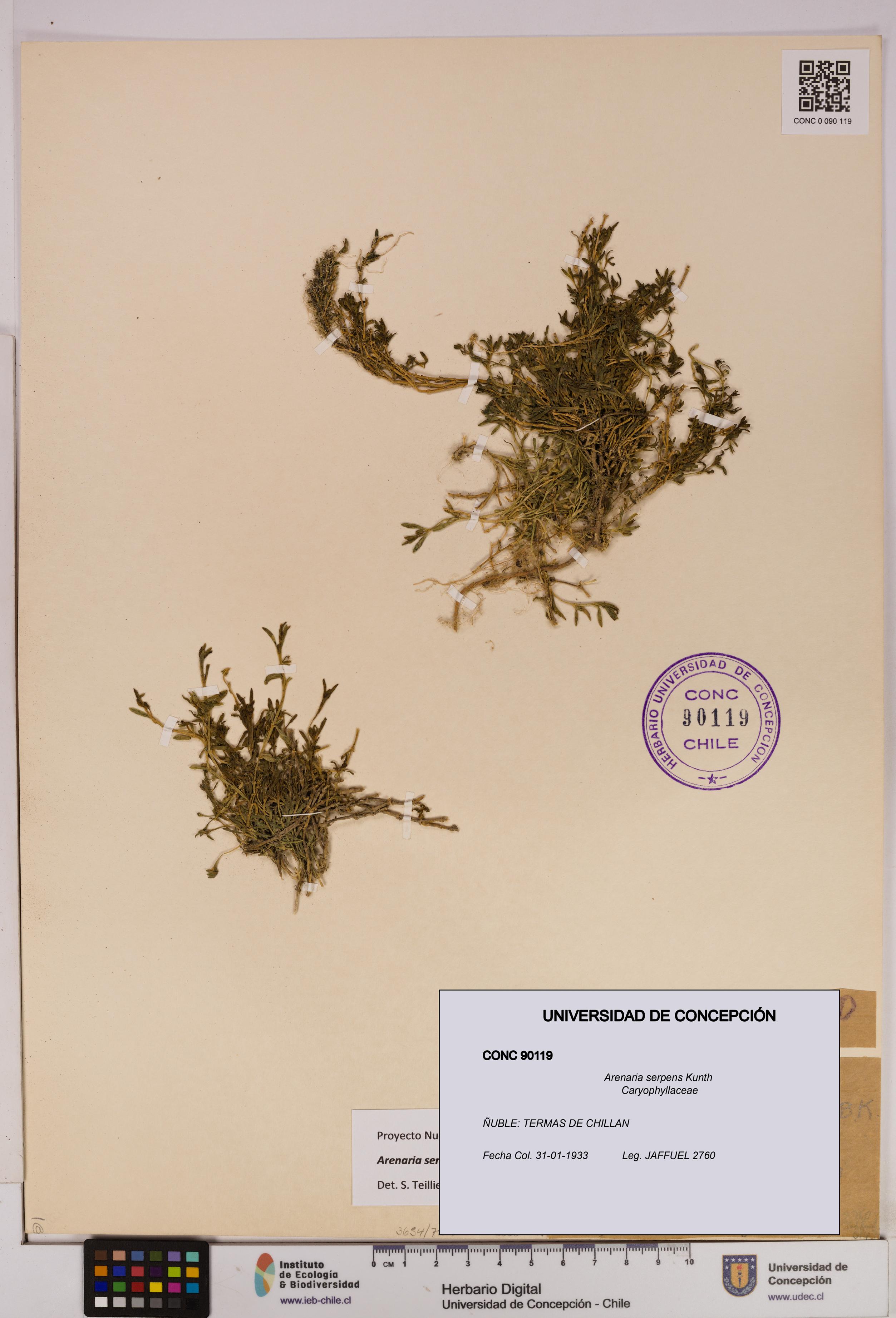 Arenaria serpens [Espécimen: UDEC:CONC:0090119]