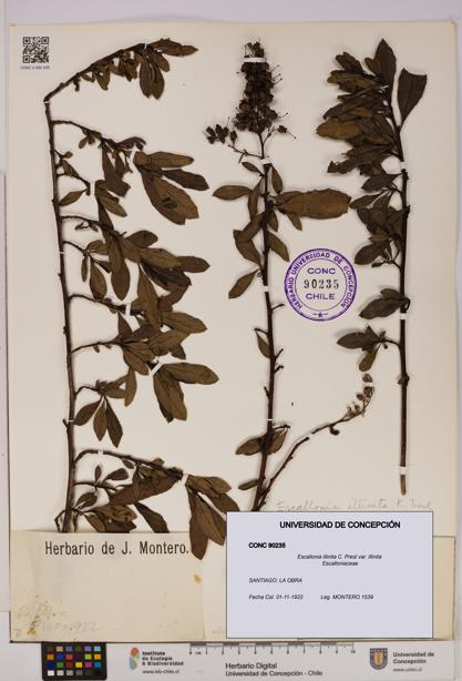 Escallonia illinita [Espécimen: UDEC:CONC:0090235]