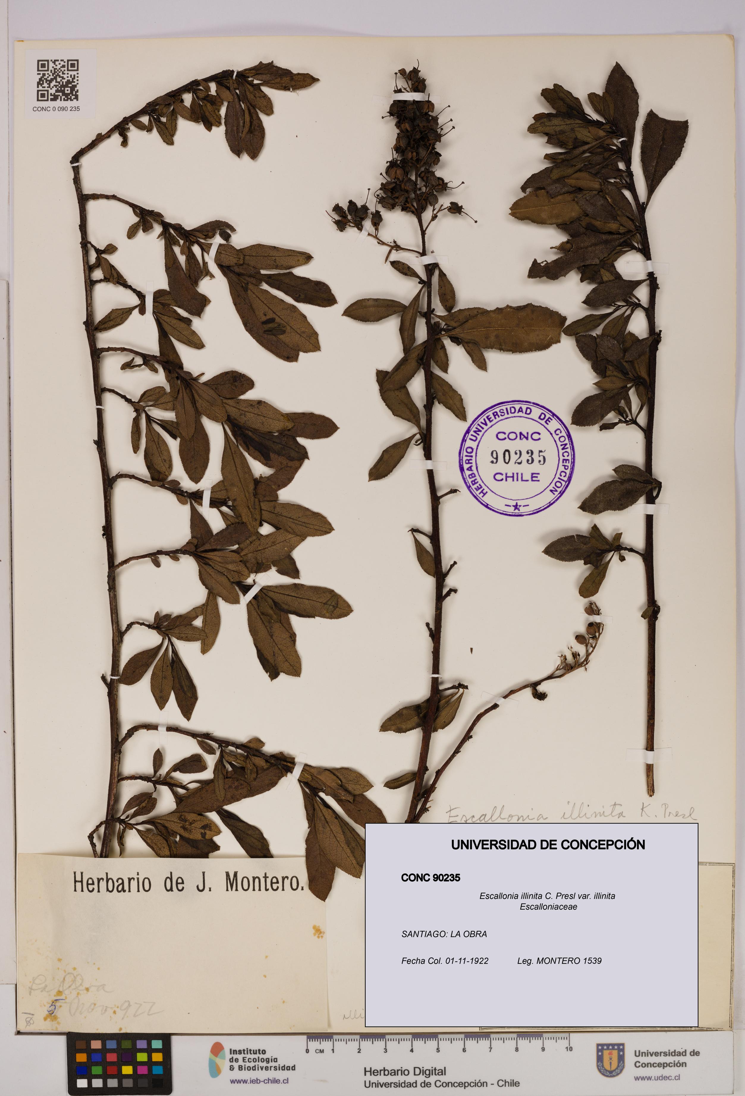 Escallonia illinita [Espécimen: UDEC:CONC:0090235]