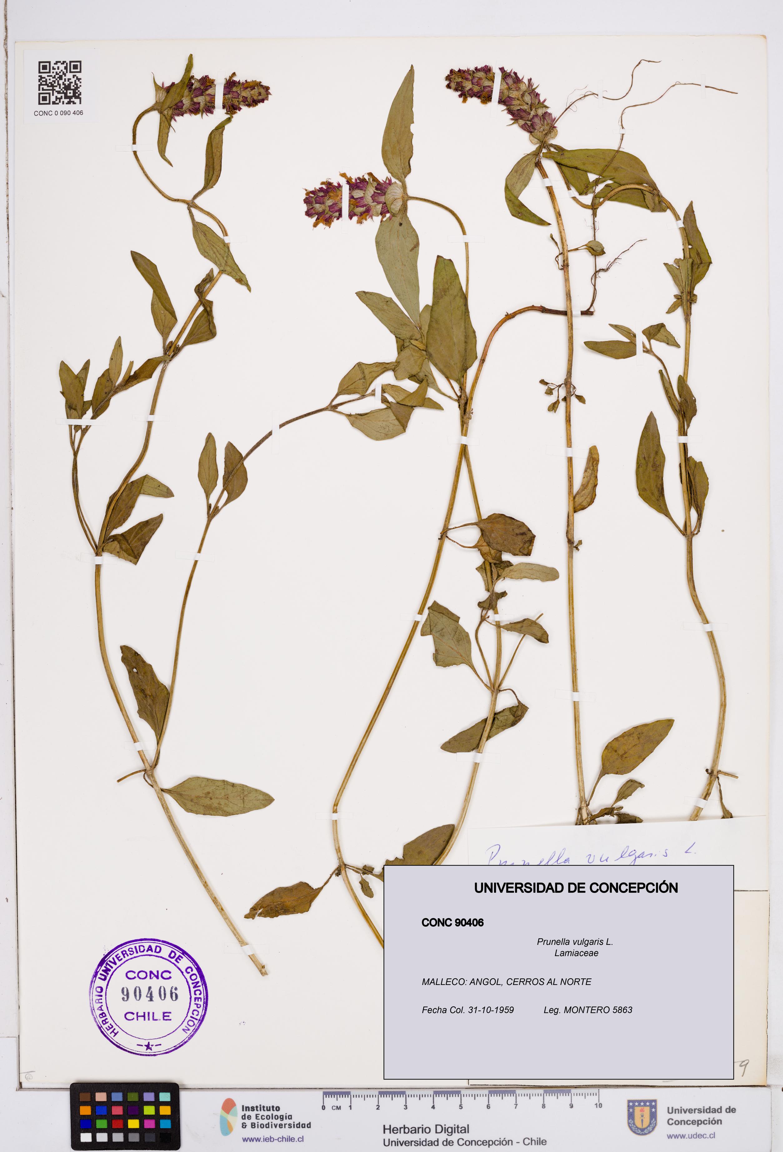 Prunella vulgaris [Espécimen: ]