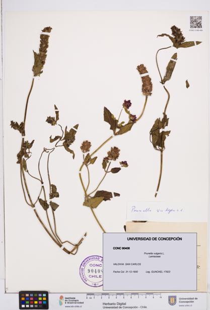 Prunella vulgaris [Espécimen: ]