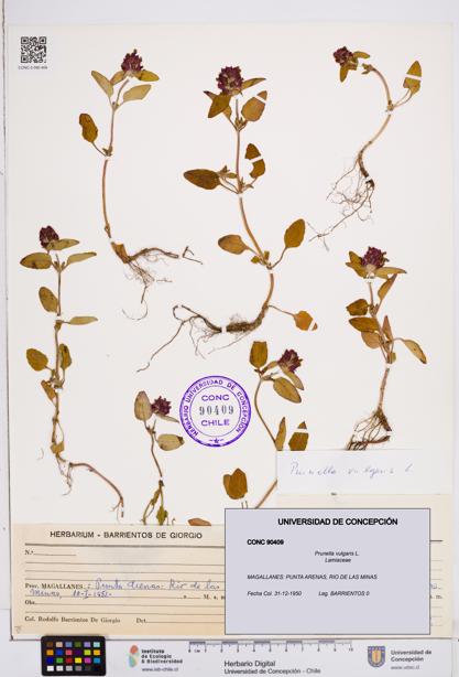 Prunella vulgaris [Espécimen: ]