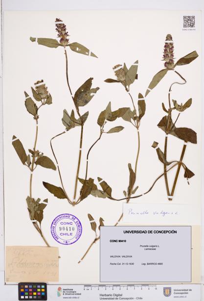 Prunella vulgaris [Espécimen: ]