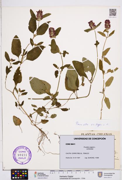 Prunella vulgaris [Espécimen: ]