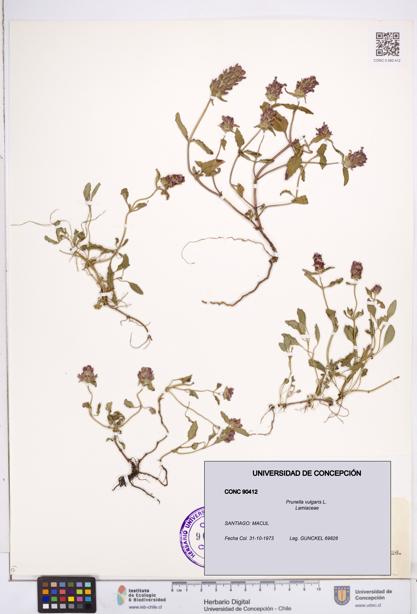 Prunella vulgaris [Espécimen: ]