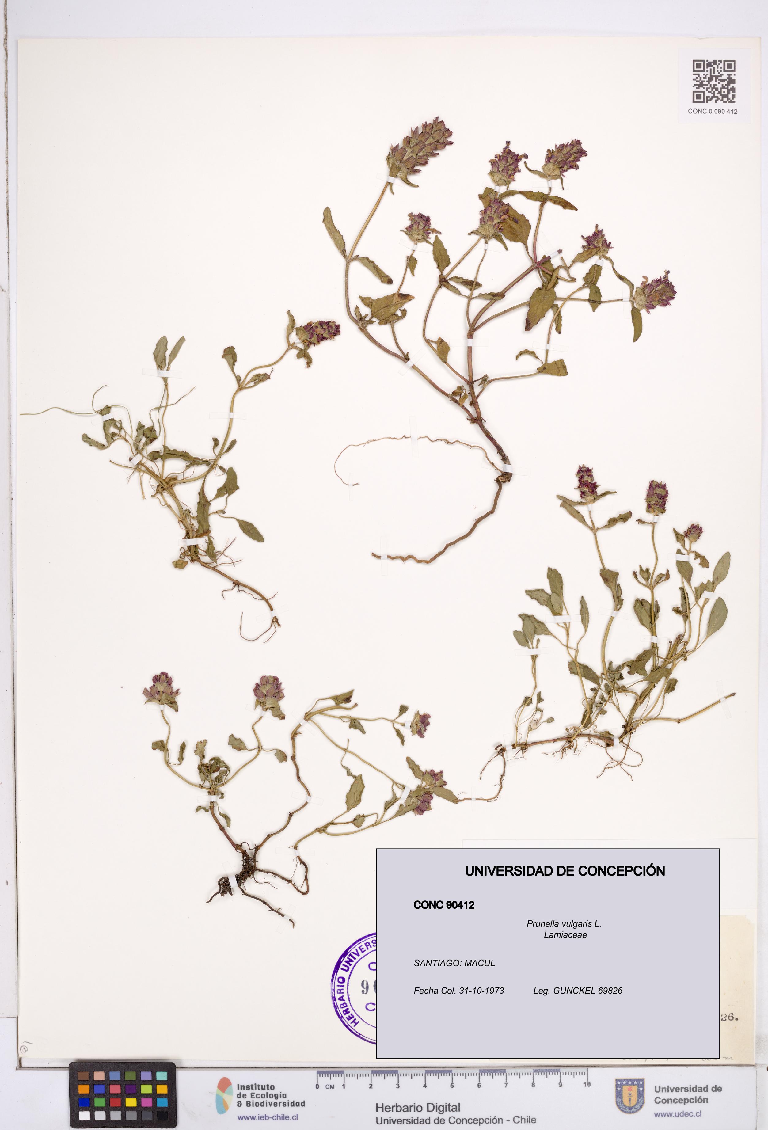 Prunella vulgaris [Espécimen: ]