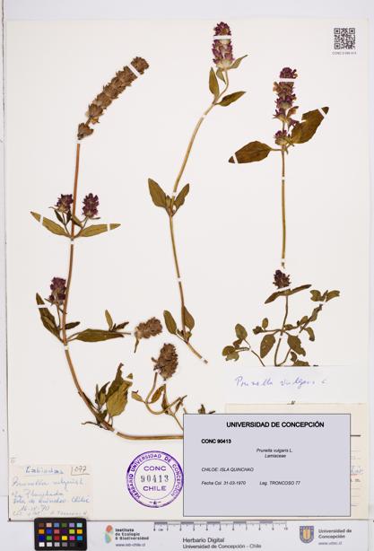 Prunella vulgaris [Espécimen: ]