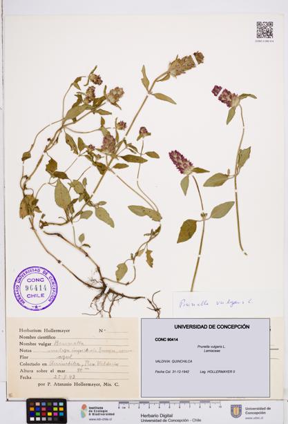 Prunella vulgaris [Espécimen: ]