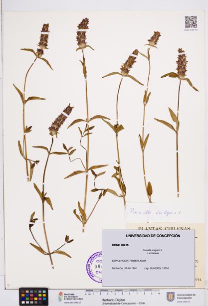 Prunella vulgaris [Espécimen: ]