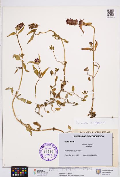 Prunella vulgaris [Espécimen: ]