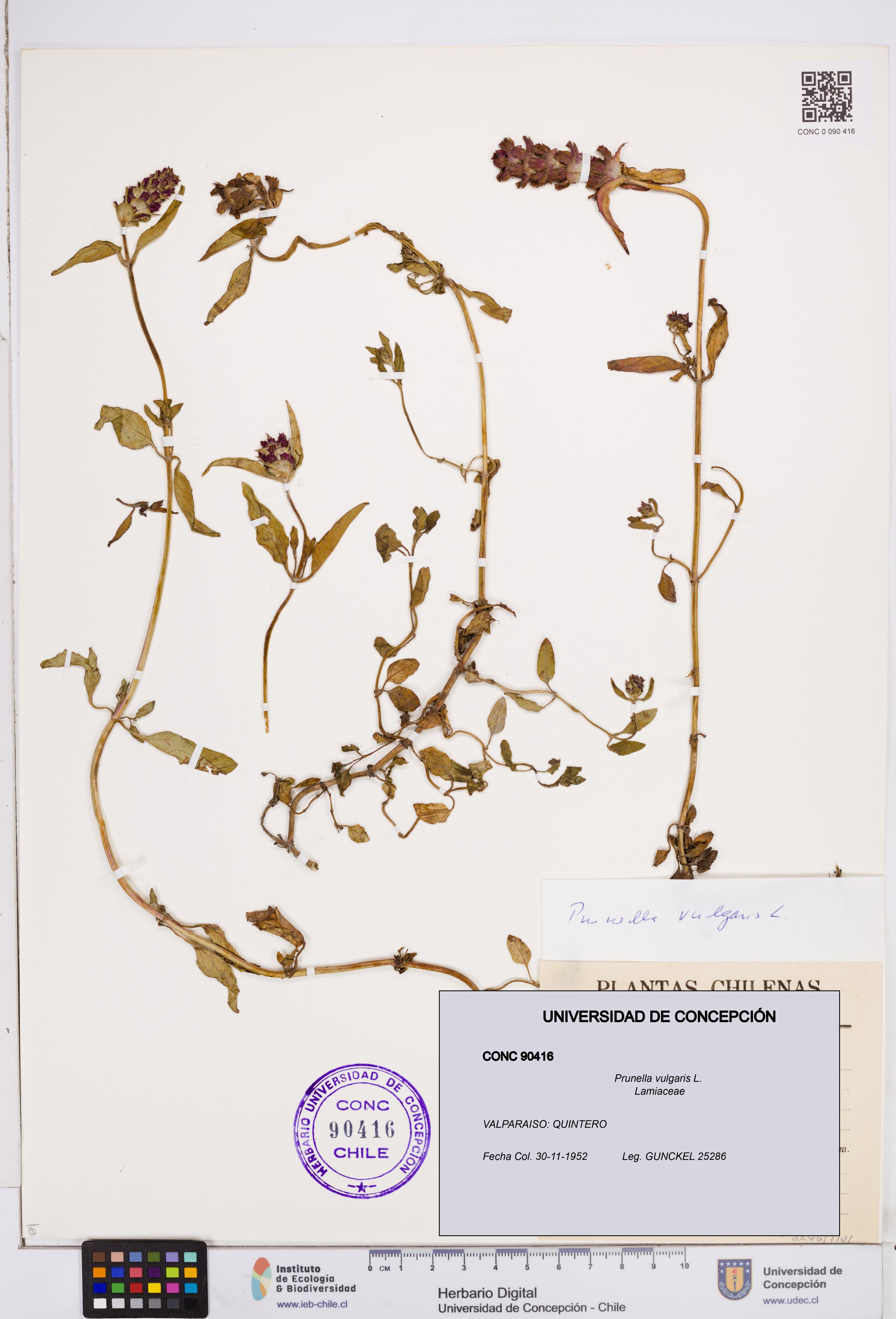 Prunella vulgaris [Espécimen: ]