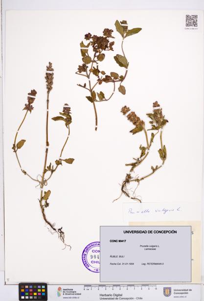 Prunella vulgaris [Espécimen: ]