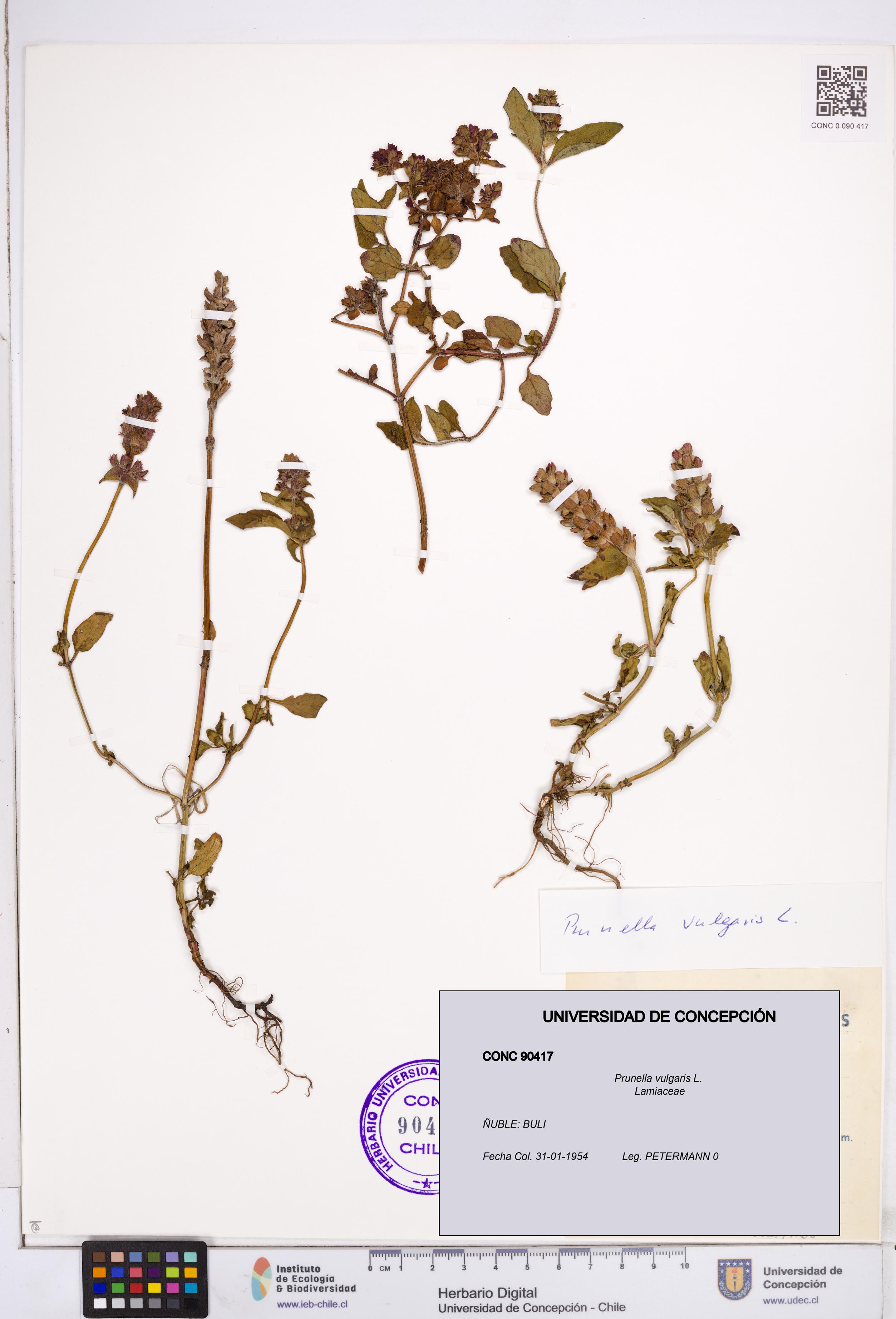 Prunella vulgaris [Espécimen: ]