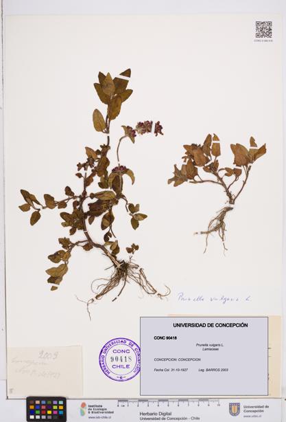 Prunella vulgaris [Espécimen: ]