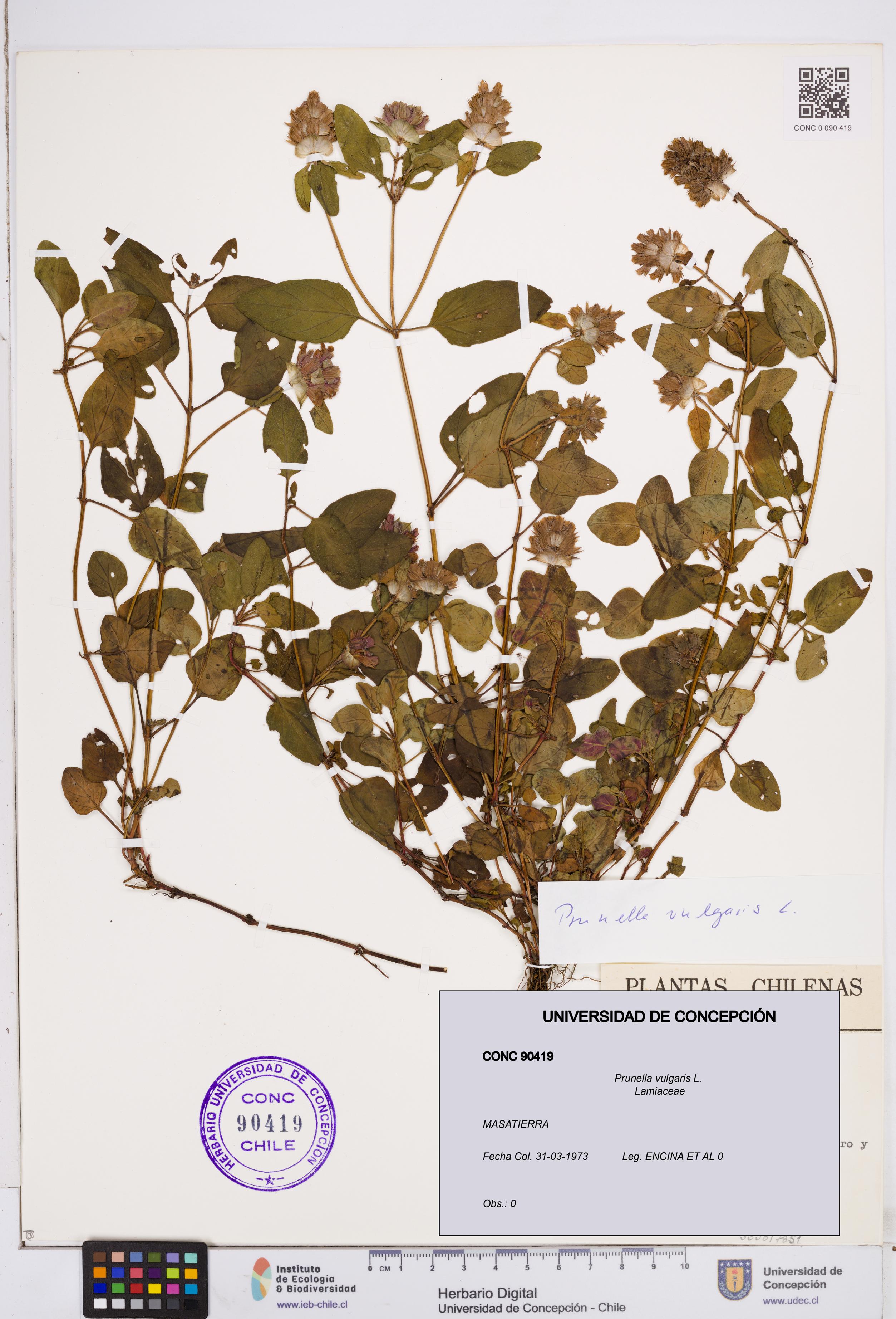Prunella vulgaris [Espécimen: ]