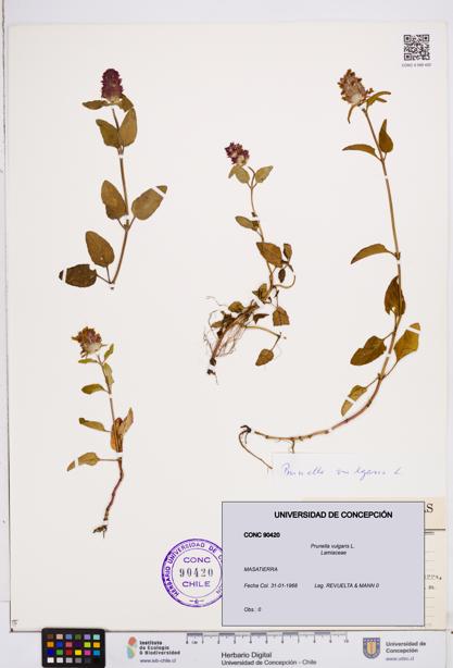 Prunella vulgaris [Espécimen: ]