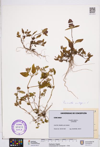Prunella vulgaris [Espécimen: ]