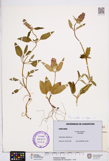 Prunella vulgaris [Espécimen: ]