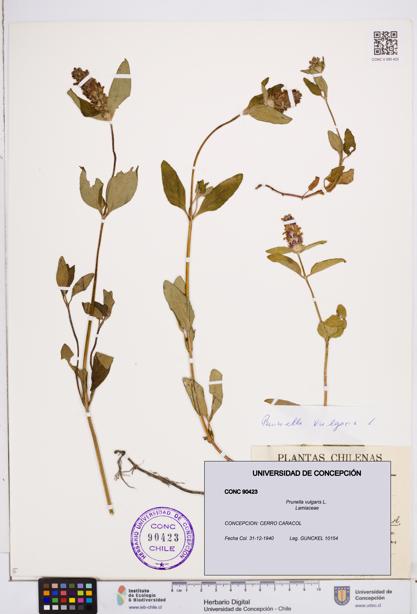 Prunella vulgaris [Espécimen: ]