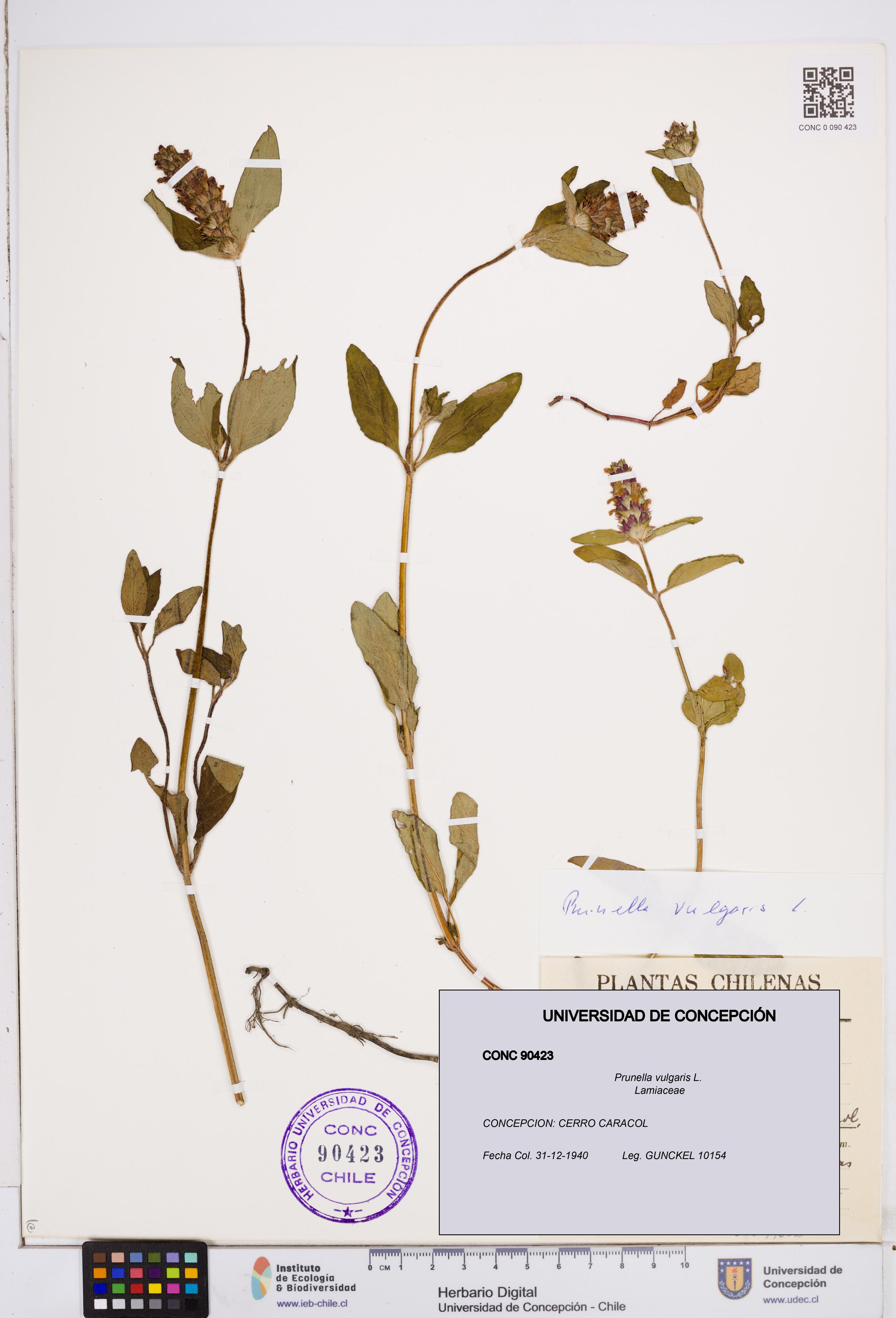 Prunella vulgaris [Espécimen: ]