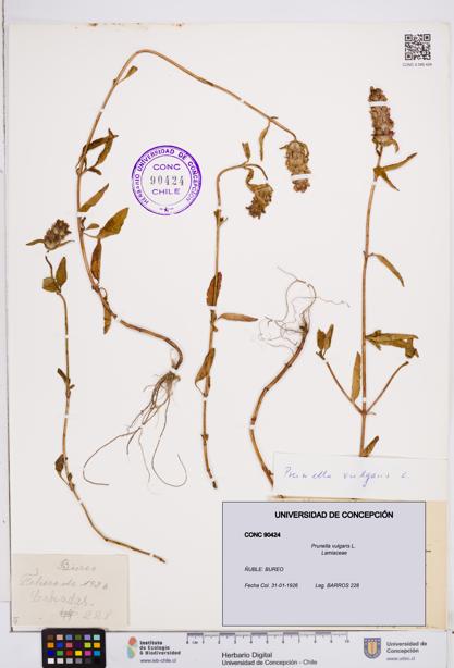 Prunella vulgaris [Espécimen: ]