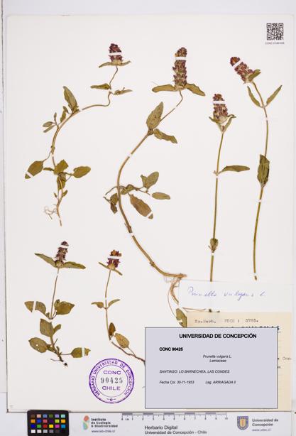Prunella vulgaris [Espécimen: ]