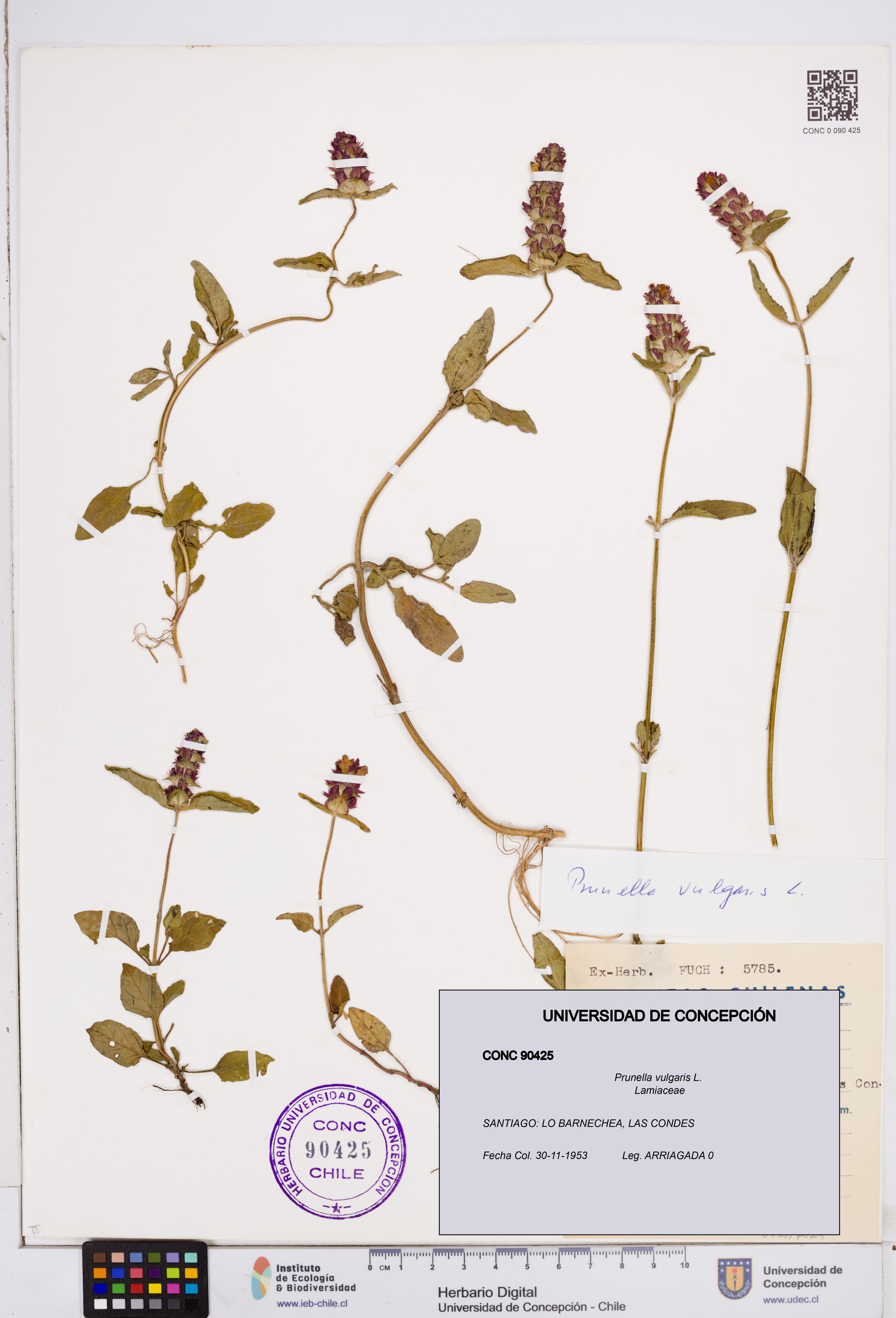 Prunella vulgaris [Espécimen: ]
