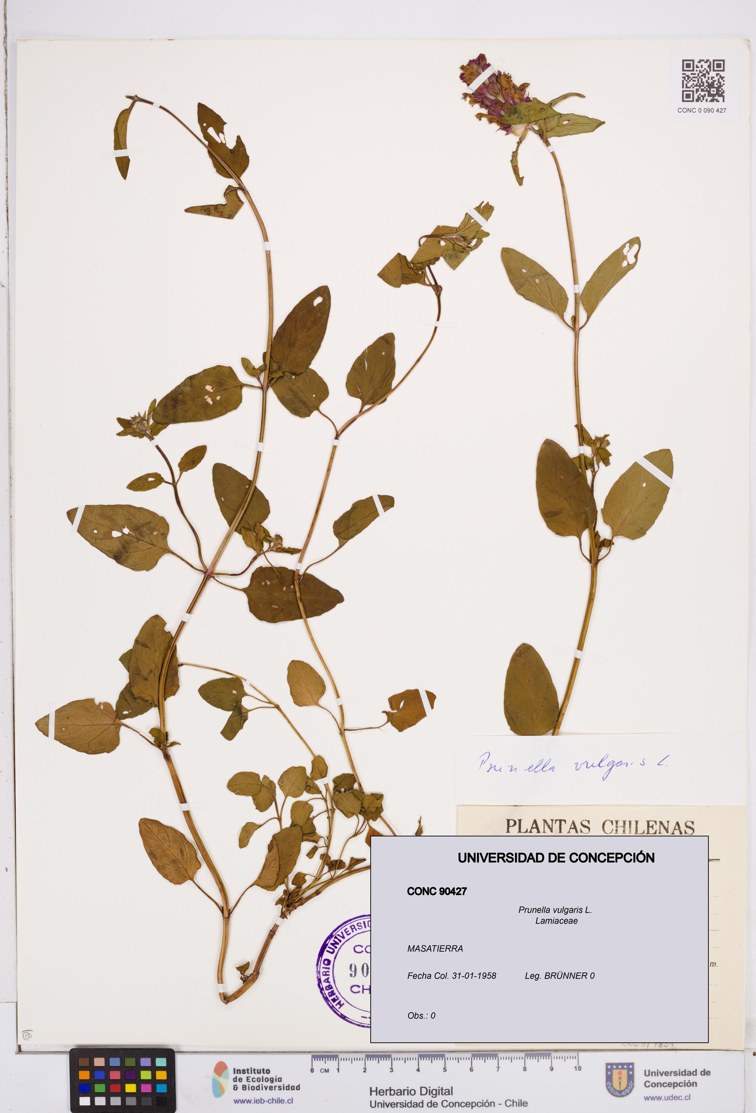 Prunella vulgaris [Espécimen: ]