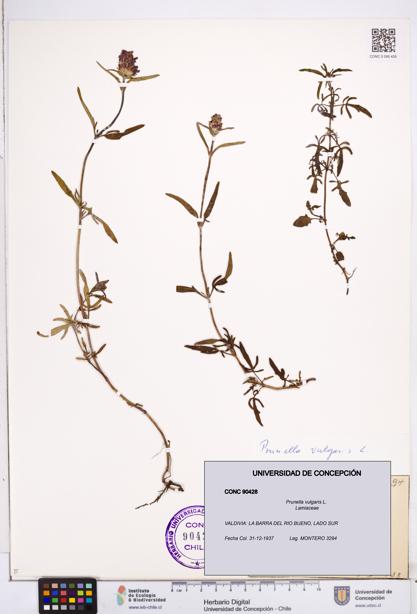 Prunella vulgaris [Espécimen: ]