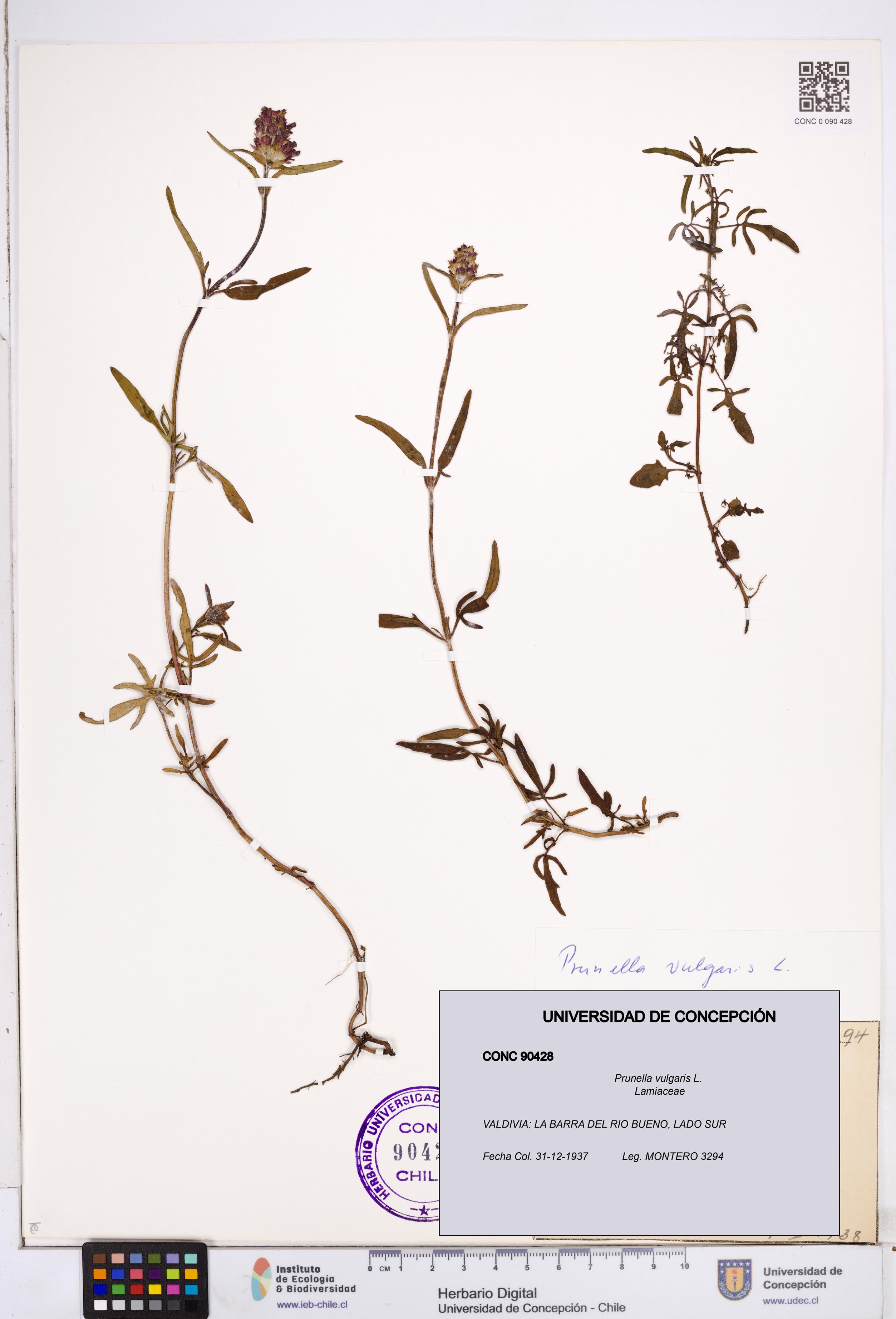 Prunella vulgaris [Espécimen: ]