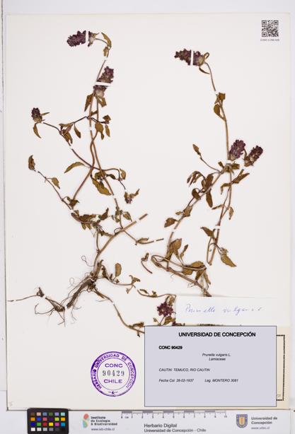 Prunella vulgaris [Espécimen: ]